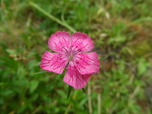 klinček Dianthus sp.
