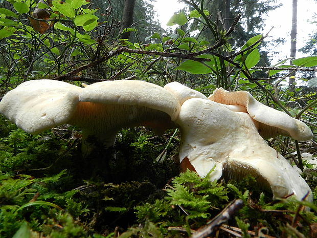 jelenka poprehýbaná Hydnum repandum L.