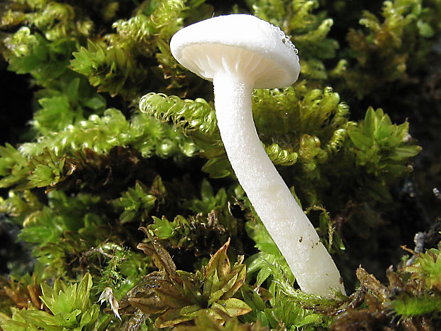 šťavnačka Hygrophorus sp.