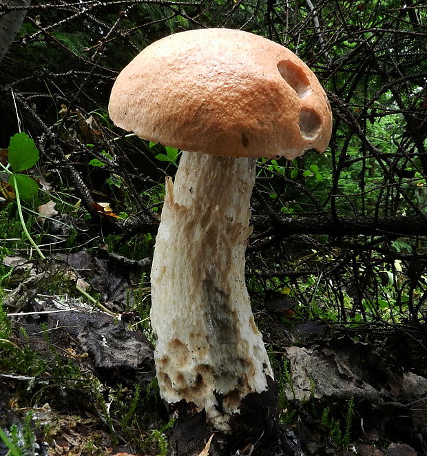 kozák osikový Leccinum albostipitatum den Bakker & Noordel.