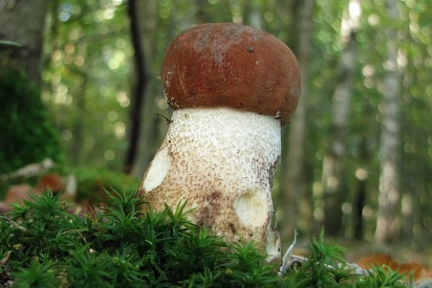 kozák dubový-křemenáč krvavý Leccinum aurantiacum (Bull.) Gray