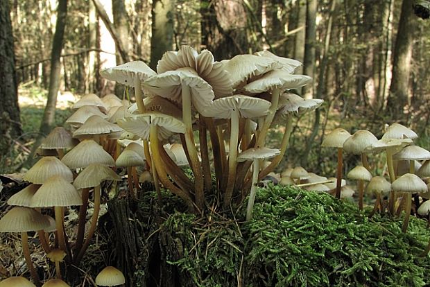 prilbička naklonená-helmovka leponohá Mycena inclinata (Fr.) Quél.