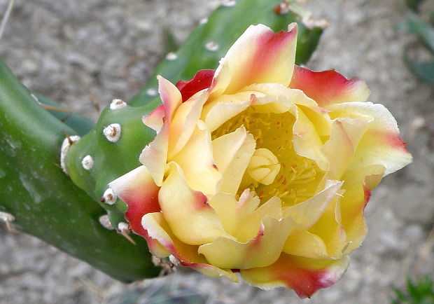 opuncia figová  Opuntia ficus-indica (L.) Mill.