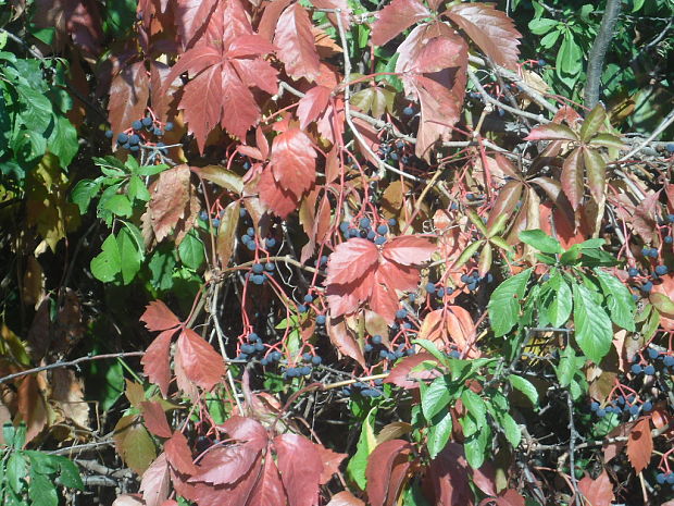 pavinič päťlistý Parthenocissus quinquefolia (L.) Planch.