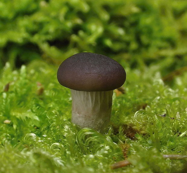 hliva ustricovitá Pleurotus ostreatus (Jacq.) P. Kumm.