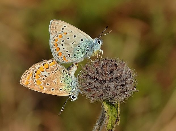 modráčik obyčajný Polyommatus icarus