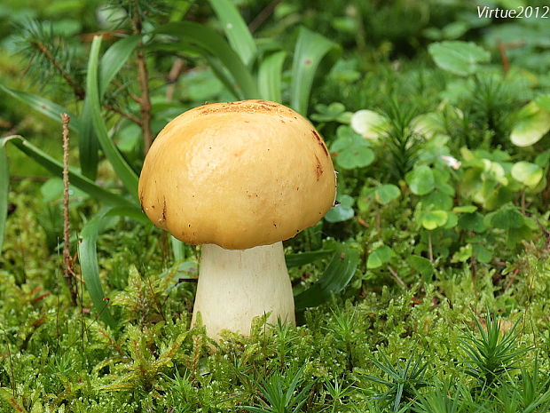 plávka hlinovožltá Russula ochroleuca Fr.