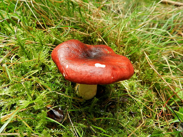 plávka Russula sp.