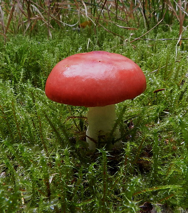 plávka Russula sp.