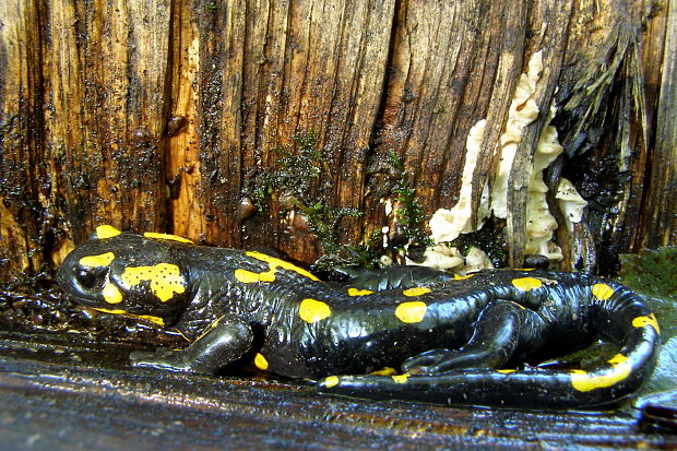 salamandra škvrnitá Salamandra salamandra