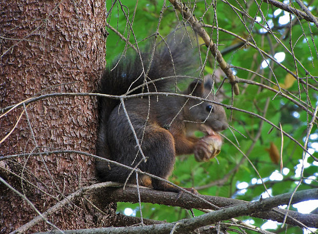 veverica stromová  Sciurus vulgaris