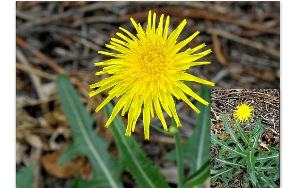 mlieč roľný Sonchus arvensis L.