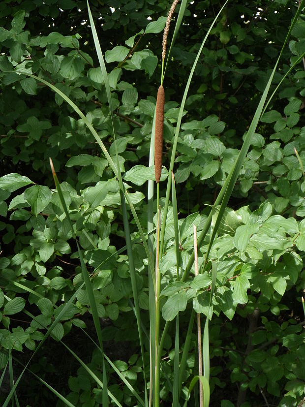 pálka úzkolistá   Typha angustifolia L.