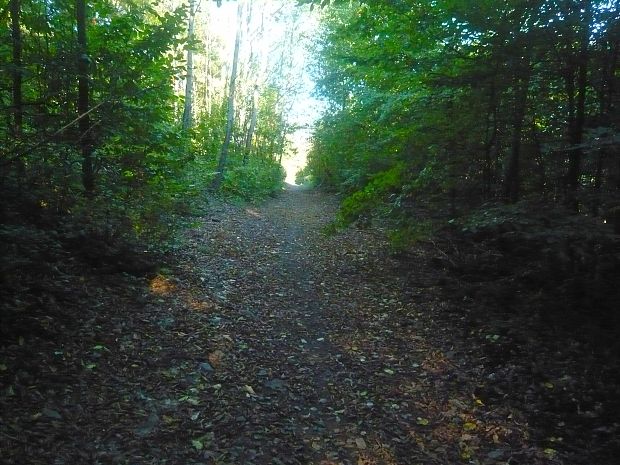 lesný chodník - cestička