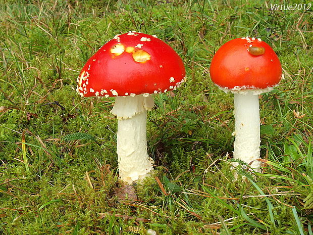 muchotrávka červená Amanita muscaria (L.) Lam.