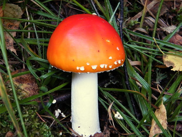 muchotrávka červená Amanita muscaria (L.) Lam.