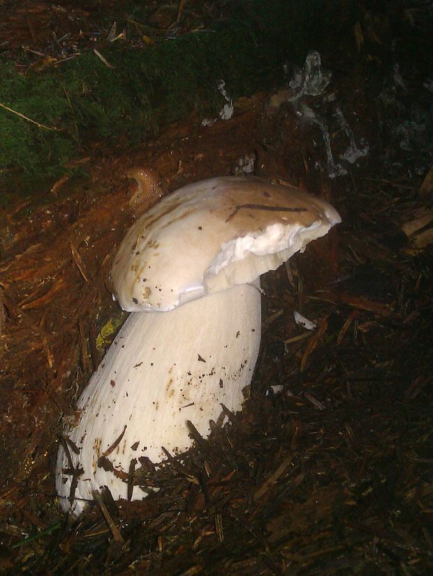 hríb smrekový Boletus edulis Bull.