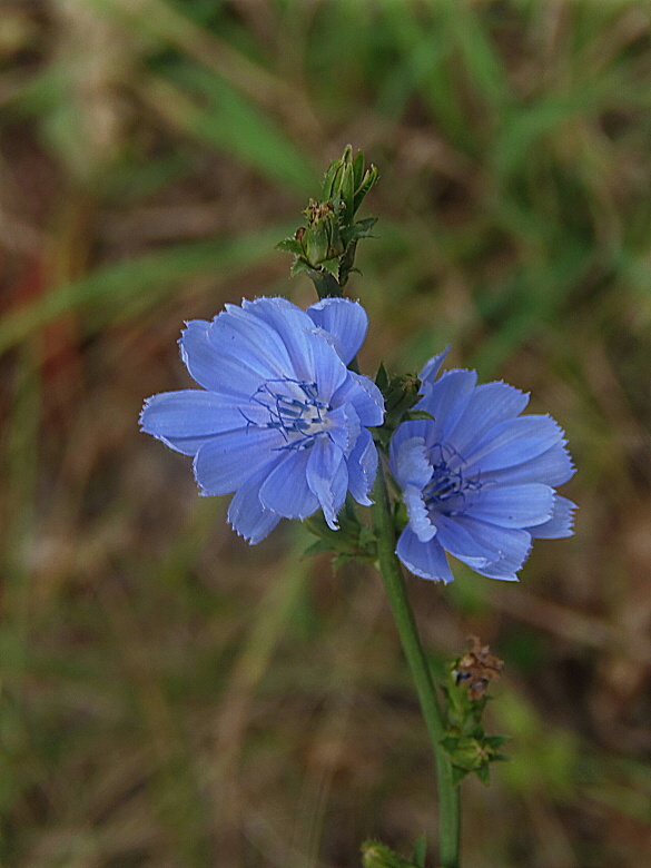 čakanka obyčajná Cichorium intybus L.