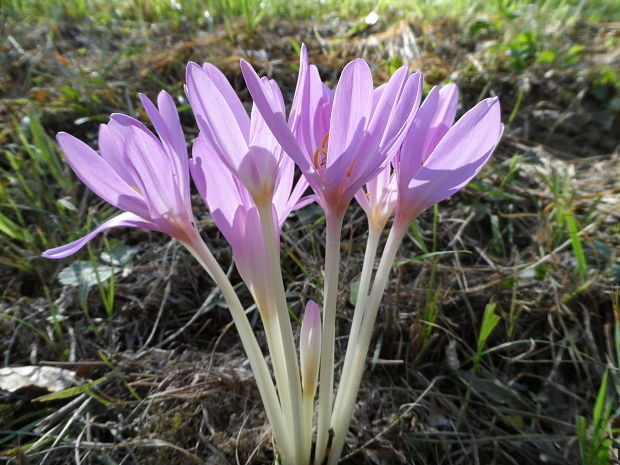 jesienka obyčajná Colchicum autumnale