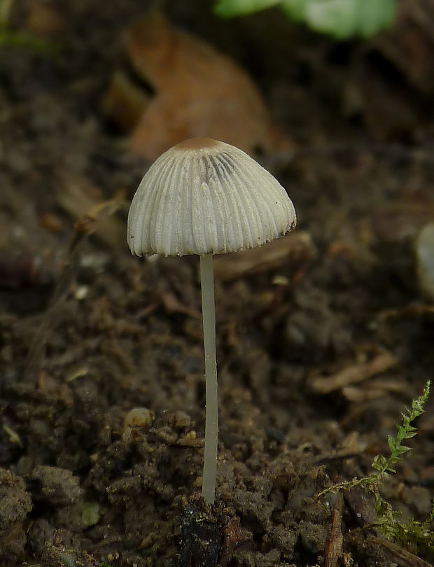 hnojník Coprinellus sp.