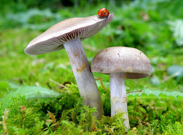 pavučinovec Lebretonov Cortinarius lebretonii Quél.