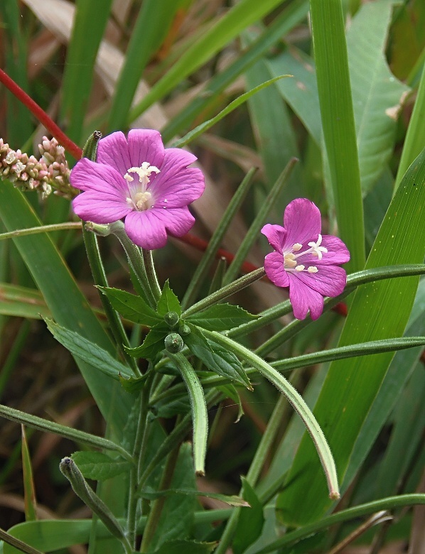 vŕbovka chlpatá Epilobium hirsutum L.