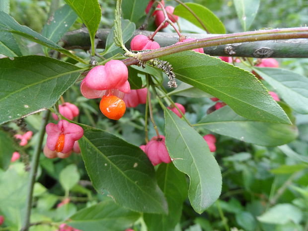 bršlen európsky Euonymus europaeus L.