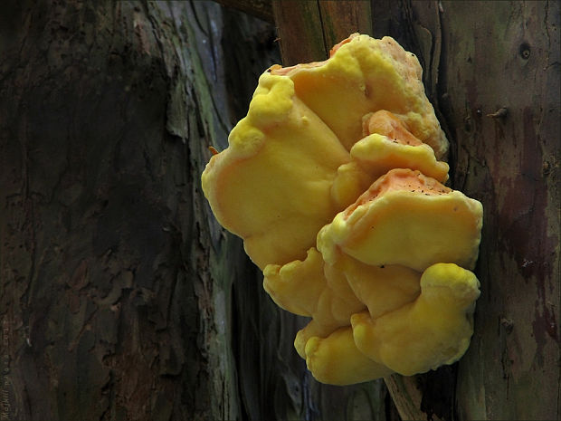 sírovec obyčajný Laetiporus sulphureus (Bull.) Murrill