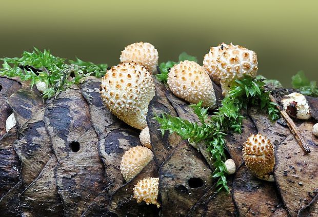 prášnica Lycoperdon sp.