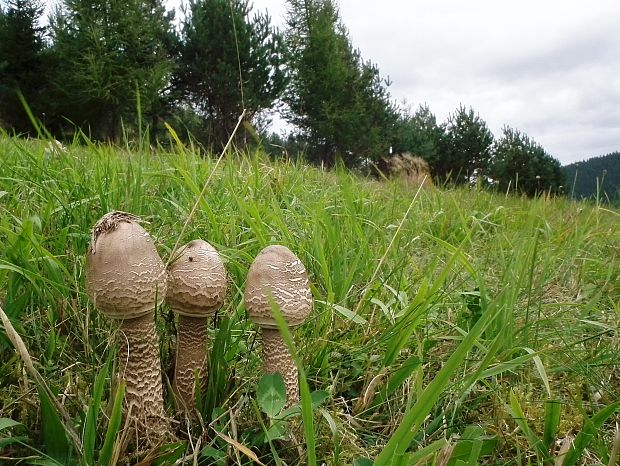 bedľa vysoká Macrolepiota procera (Scop.) Singer