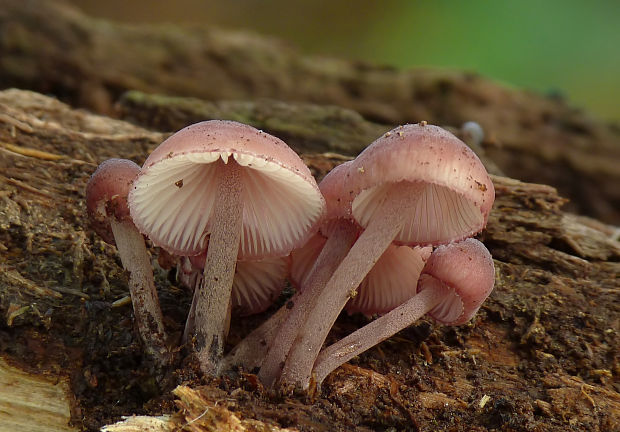 prilbička krvavomliečna Mycena haematopus (Pers.) P. Kumm.