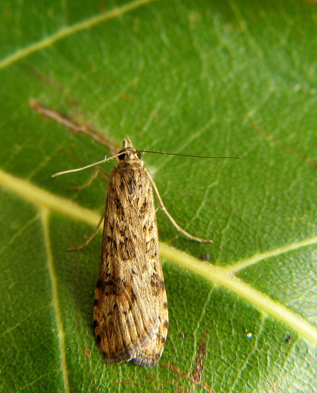 vijačka sťahovavá Nomophila noctuella