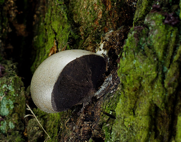 sieťnatka obyčajná Reticularia lycoperdon Bull.