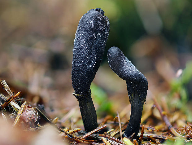 žezlovka srnková Tolypocladium ophioglossoides (J.F. Gmel.) Quandt, Kepler & Spatafora