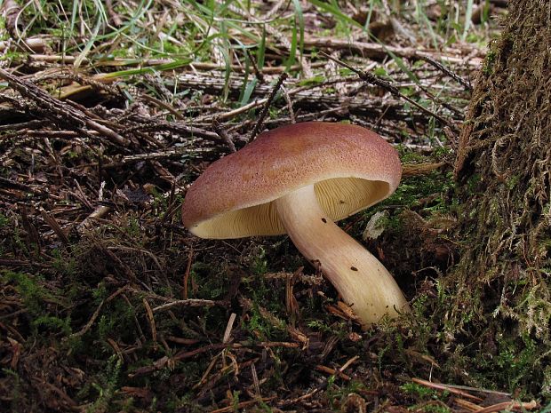 čírovec červenožltý Tricholomopsis rutilans (Schaeff.) Singer