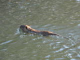 nutria