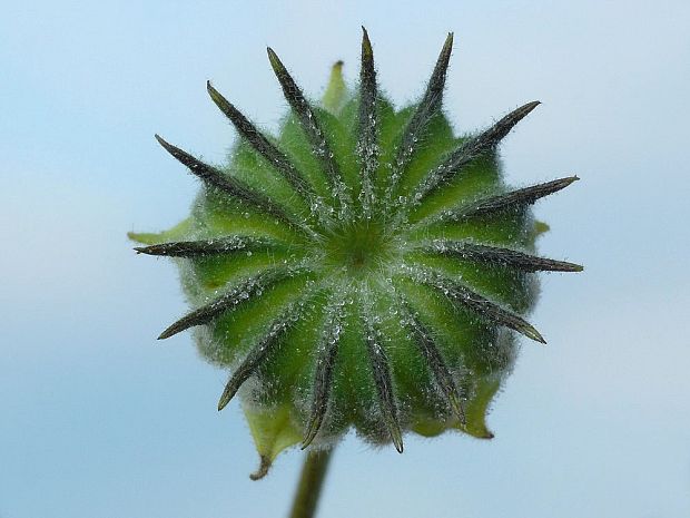 podslnečník theofrastov Abutilon theophrasti Medik.