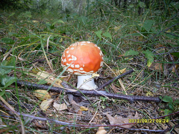 muchotrávka červená Amanita muscaria (L.) Lam.