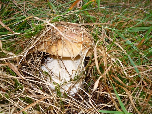 hríb smrekový Boletus edulis Bull.