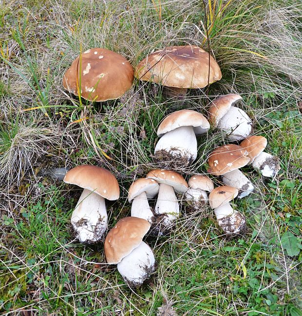 hríb smrekový Boletus edulis Bull.