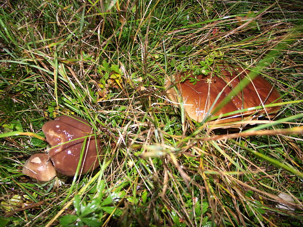 hríb smrekový Boletus edulis Bull.