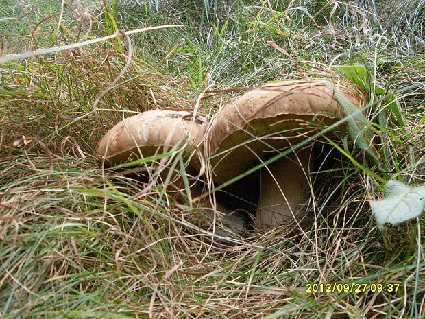 hríb smrekový Boletus edulis Bull.