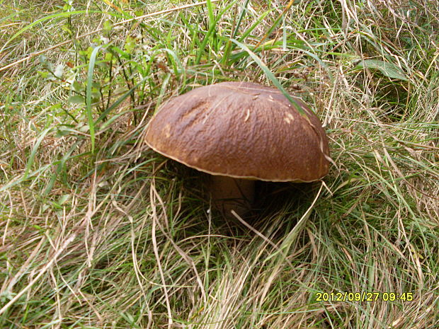 hríb smrekový Boletus edulis Bull.