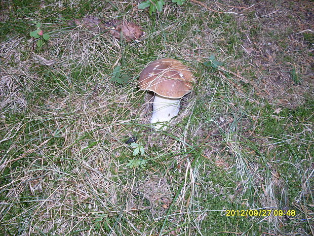 hríb smrekový Boletus edulis Bull.