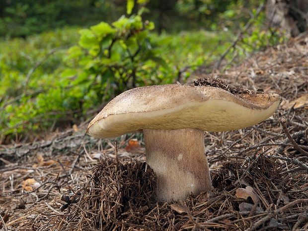 hríb smrekový Boletus edulis Bull.