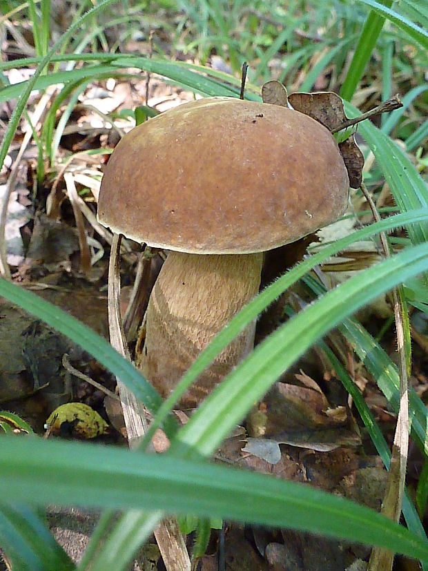 hríb dubový Boletus reticulatus Schaeff.