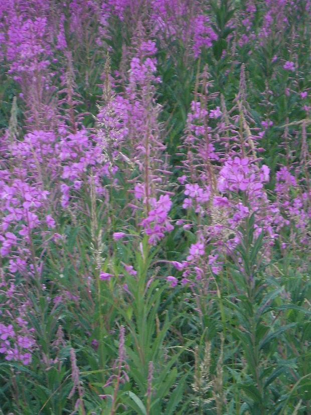 kyprina úzkolistá Chamerion angustifolium (L.) Holub