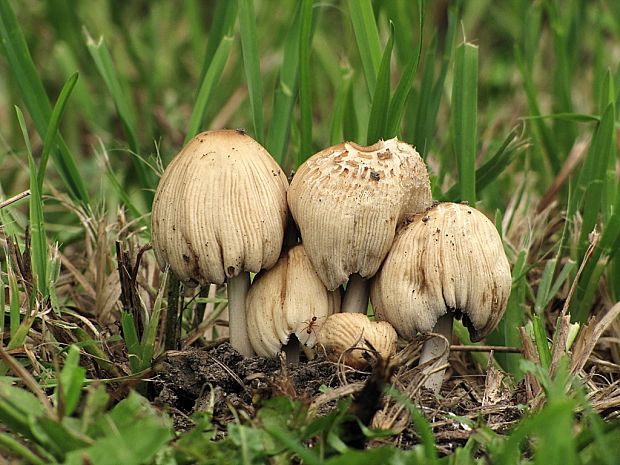 hnojník okrový Coprinellus domesticus (Bolton) Vilgalys, Hopple & Jacq. Johnson