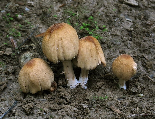 hnojník kmeňový Coprinellus truncorum (Scop.) Redhead, Vilgalys & Moncalvo