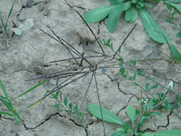 prstovka krvavá Digitaria sanguinalis (L.) Scop.